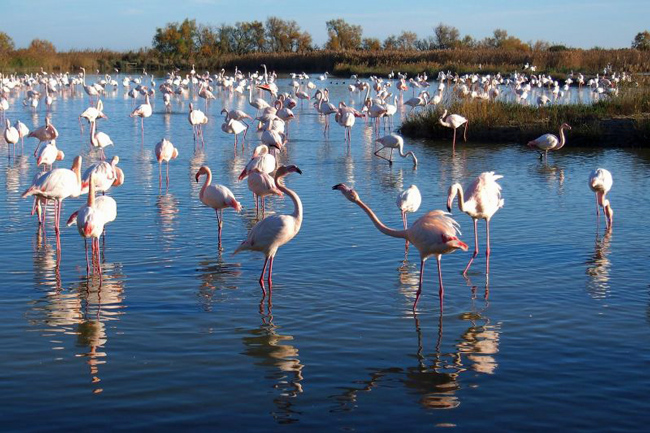 French hotel barge Anjodi - pink flamingos