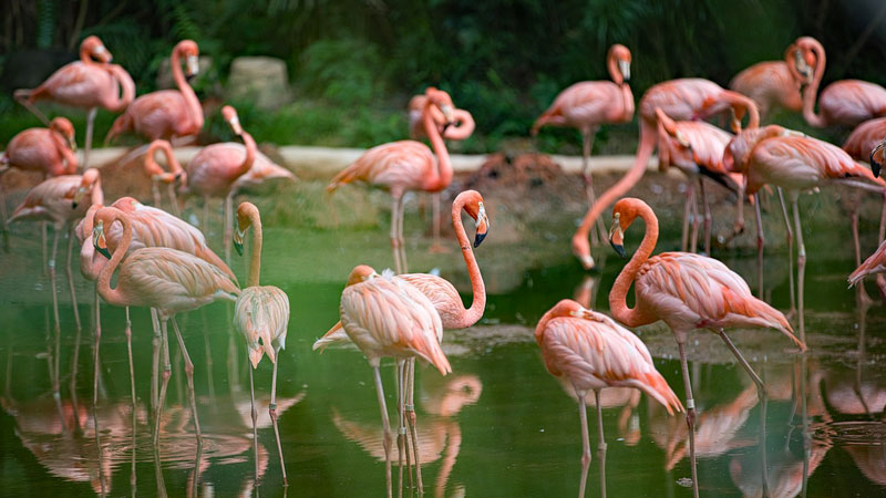 Flamingos in south of France