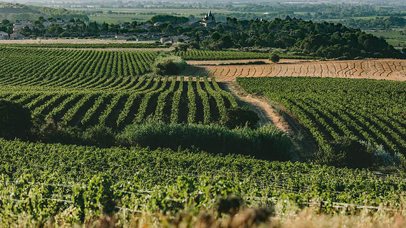 Chateau de Paraza, Vineyards - France