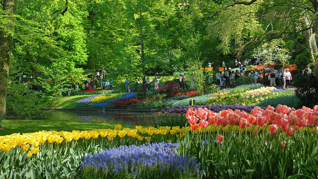 Barging cruise charter blog - Holland tulip field