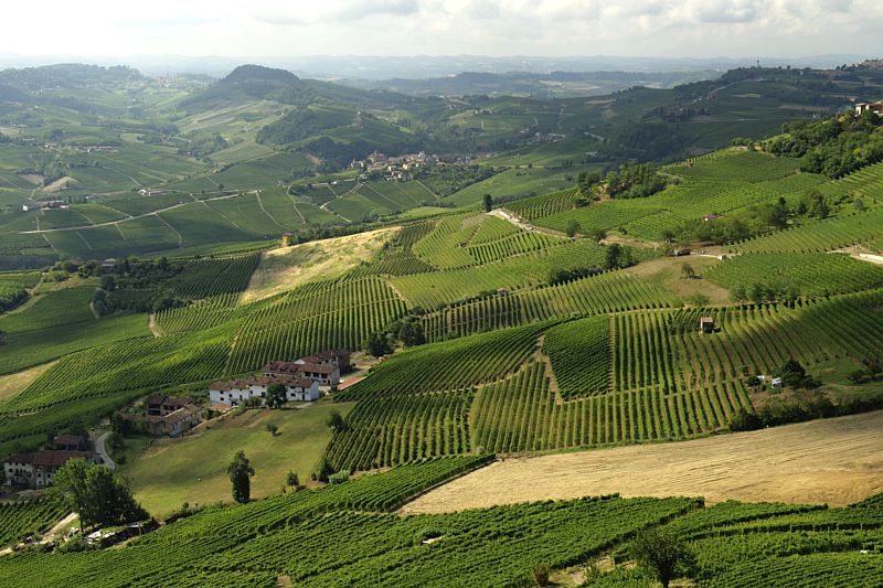 Italian Wine Guide - The Langhe