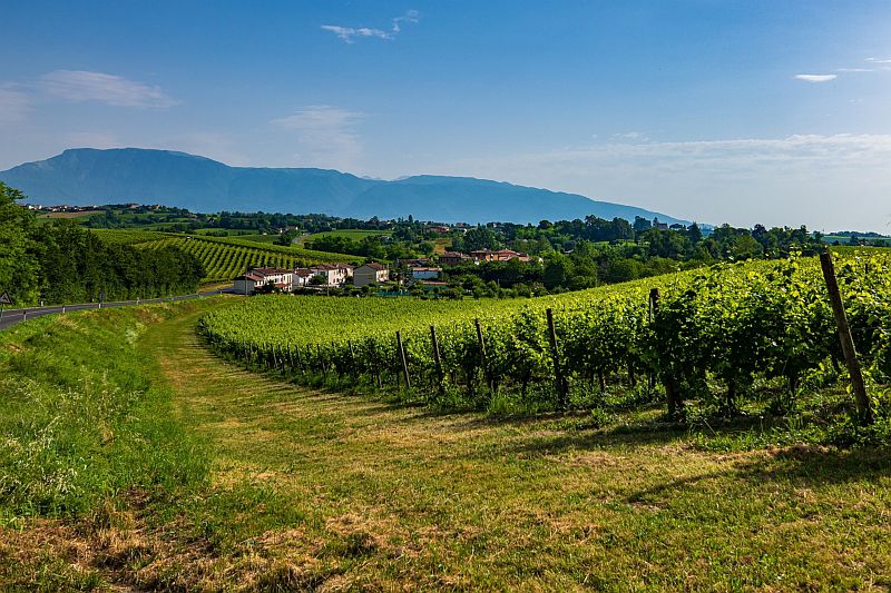 Italian Wine Guide - Veneto