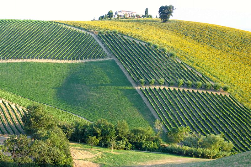 Italian Wine Guide - Marche